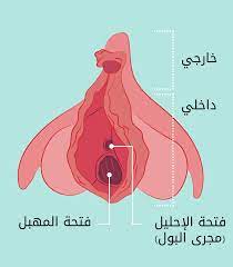 حجم فتحة المهبل قبل الزواج