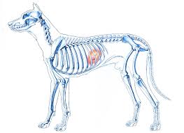In rare cases, these can cause problems but the outlook for dogs with pancreatic adenomas is excellent. Treating Pancreatitis In Dogs The Bark