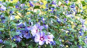 Absolut Winterharte Kubelpflanzen Erprobte Auswahl Pflegeleicht Kubelpflanzen Mediterrane Pflanzen Winterhart Kubelpflanzen Winterhart