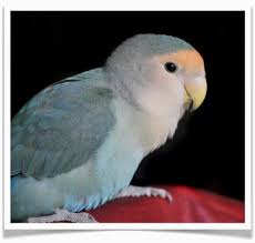 Lovebirds For Sale Blue Peach Faced Lovebird For Sale Pet Birds For Sale Blue Peach Faced Lovebirds For Sale Pe In 2020 Love Birds Pet Birds For Sale Pet Birds