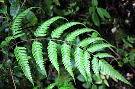 Image result for Pteris