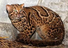 Terdapat beberapa jenis kucing hutan yang bisa kalian jadikan hewan peliharaan, diantaranya seperti hutan kalimantan, kucing hutan sumatra, serta kucing hutan macan dahan. Info Kucing Hutan Jenis Foto Tips Beli Cara Merawat Harga Terbaru