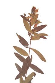 Image result for Hypericum roeperianum