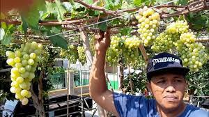 Check spelling or type a new query. Pohon Anggur 11 Bulan Berbuah Lebat Jenis Trans Youtube