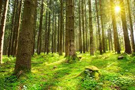 Check spelling or type a new query. Can T See The Woods For The Trees Www Jessicamcgregorjohnson Com