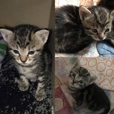 2 kleine, zuckersüße buben und 2 mädchen suchen noch ein neues zu hause. Goldgrube At Kostenlose Kleinanzeigen Und Auktionen Dre Susse Katzenbabys Zu Verschenken