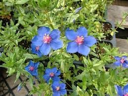 Image result for Lysimachia monelli