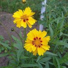 Coreopsis Grandiflora Tickseed Largeflower Tickseed Large Flowered Tickseed Coreopsis Seed For Sale Wildflower Seeds Planting Bulbs Drought Tolerant Plants