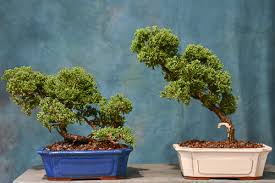 Maybe you would like to learn more about one of these? Juniper Bonsai Tree 10 Pot Wigert S Bonsai