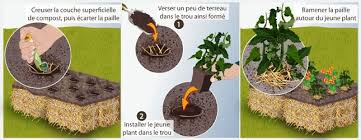 Pratiquer La Culture Sur Botte De Paille Potager Bottes De Paille Paille Culture Hors Sol