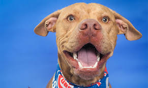 Pet home euthanasia services are provided for dogs, cats, rabbits, pocket pets and some exotic animals throughout phoenix metro area including phoenix, peoria, mesa, chandler, gilbert, maricopa, avondale, buckeye, tonopah, ahwatukee, tempe, scottsdale, surprise, sun lakes, sun city, maricopa county pinal county, pima county and more. Phoenix Animal Euthanasia Rates Have Decreased Considerably Since 2012 All About Arizona News