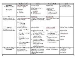 Macromolecules Review Chart With Answers