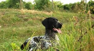 Image result for německý ohař krátkosrstý