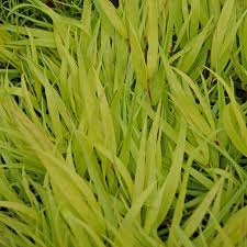 Image result for Olax aschersoniana