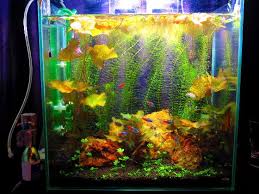 Suisouとタイニムファの浮き葉 Suisou物語