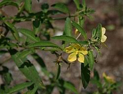 Image result for Ludwigia leptocarpa