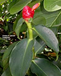 Image result for Costaceae