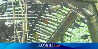 Burung jenis ini mempunyai bentuk wajah yang lebar dengan adanya bola mata yang bulat, besar serta menghadap ke depan seperti mata pada manusia. Desa Jatimulyo Berkembang Jadi Ekowisata Pengamatan Burung Halaman All Kompas Com