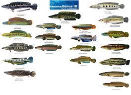 Zmieglava Riba Aquarium Fish Snakehead Fish Tropical Fish Aquarium