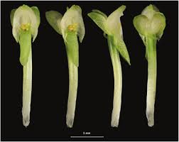 Image result for Malaxis schliebenii