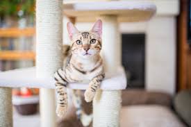 Preventative medicine for your cat. Veterinary Services United States The Cat Clinic Hawaii