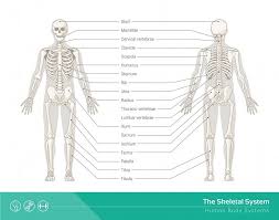 The bones are the framework of the body. Skeletal System Definition Function And Parts Biology Dictionary