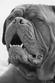 Check spelling or type a new query. Dogue De Bordeaux Hundemagazin Net