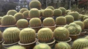 The cameron highlands is one of malaysia's most extensive hill stations. Cameron Highland Cactus Valley Pahang Malaysia Big Cactus Indoor Cactus Garden Cameron Highland