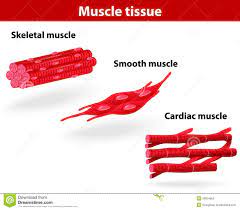 Muscle Tissue Stock Illustrations 6 125 Muscle Tissue Stock Illustrations Vectors Clipart Dreamstime