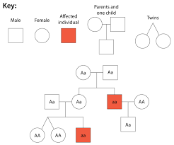 mendelian inheritance in humans advanced ck 12 foundation