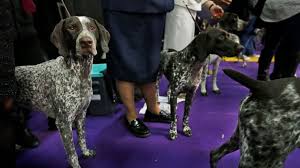 Check spelling or type a new query. German Shorthaired Pointer Nips At Heels Of Top Dog Breeds Abc News