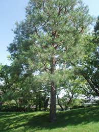 This Pine Was Staggering Must Have Been One Of The Oldest Trees There And For A Pine In Southern Alberta Is Was Ver Tree Through The Looking Glass Old Things