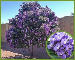 Check spelling or type a new query. Top Trees For Purple Flowers In Spring And Summer