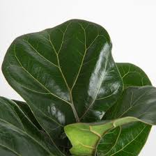 Image result for Ficus laurifolia