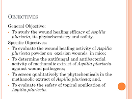 Image result for Aspilia pluriseta