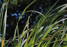 No need to register, buy now! Lemon Grass By Missouri Botanical Garden Lemongrass Has Many Health Benefits And Healing Properties Containing Sustainable Garden Edible Plants Gardening Tips