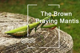 The Brown Praying Mantis Lifecycle Habitat Behavior And