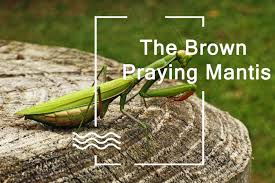 the brown praying mantis lifecycle habitat behavior and