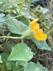 Image result for Abutilon guineense