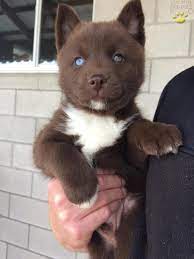 Ace Pomsky Puppy For Sale In Sugarcreek Oh Buckeye Puppies Pomsky Puppies Lab Puppies Cute Dogs