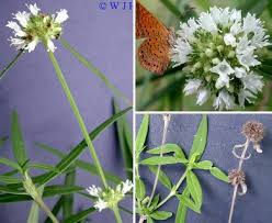 Image result for Spermacoce arvensis