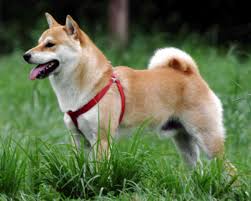 Top 10 Most Expensive Dog Breeds In India Pethelpful By Fellow Animal Lovers And Experts