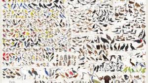 This Gorgeous Poster Contains Every Single Bird Youll See