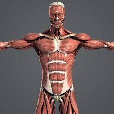 Pin On 3d Anatomy