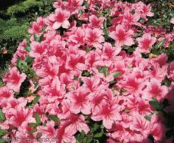 Indem die vielfalt nach innen zunimmt, zeigen die bäuerinnen und bauern der gemeinschaft von hof sackern. Baumschule Hachmann Shop