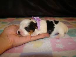 Our yorkie poo puppies for sale in north carolina are bred for temperament. Parti Yorkie Puppies Pets And Animals For Sale North Carolina