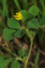 Image result for Medicago polymorpha