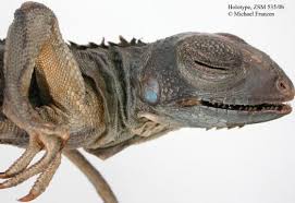 Now's your chance to purchase a beautiful captive bred and born rhino iguana direct from the breeder! Iguana Iguana The Reptile Database