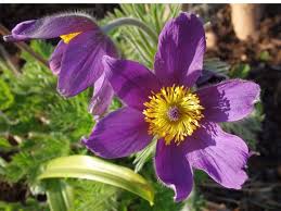 We hope you can find what you need here. Top 60 Fascinating Purple Flowers With Pictures Florgeous
