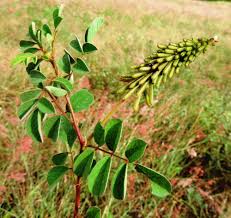 Image result for Indigofera astragalina
